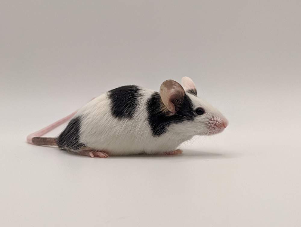 Fancy mouse Breeder Mus musculus 