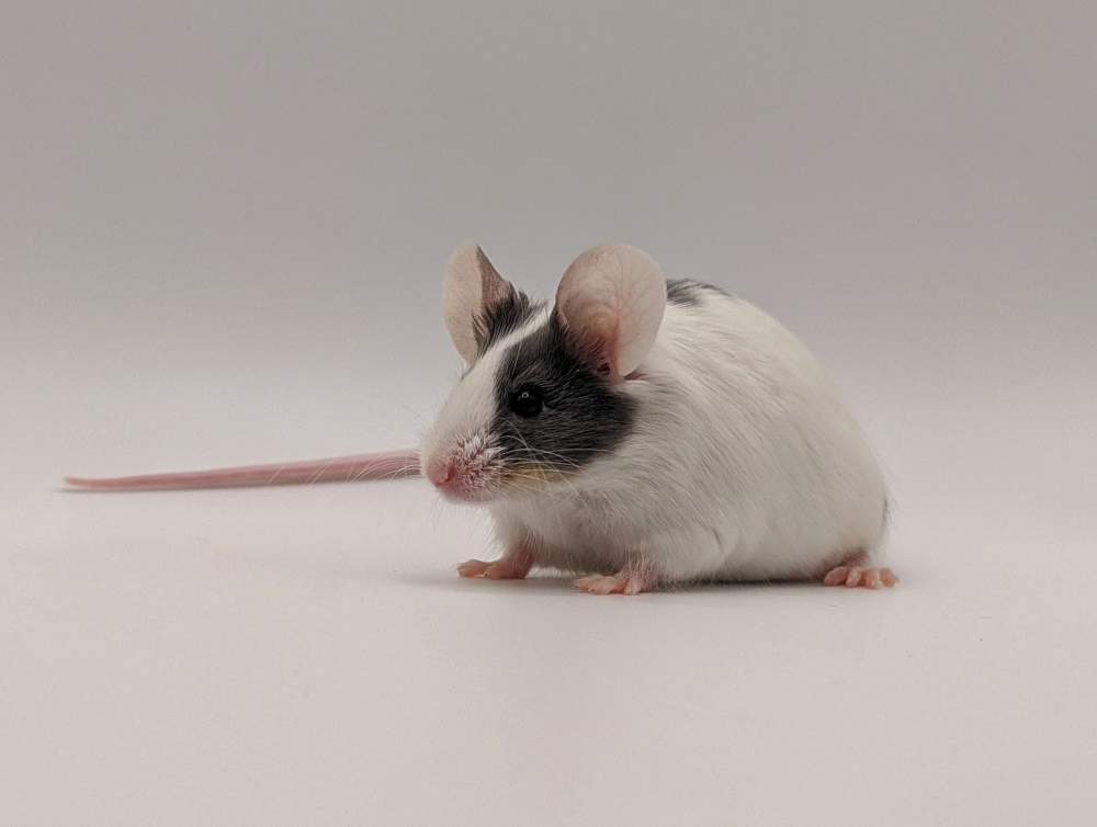 Fancy mouse Breeder Mus musculus 