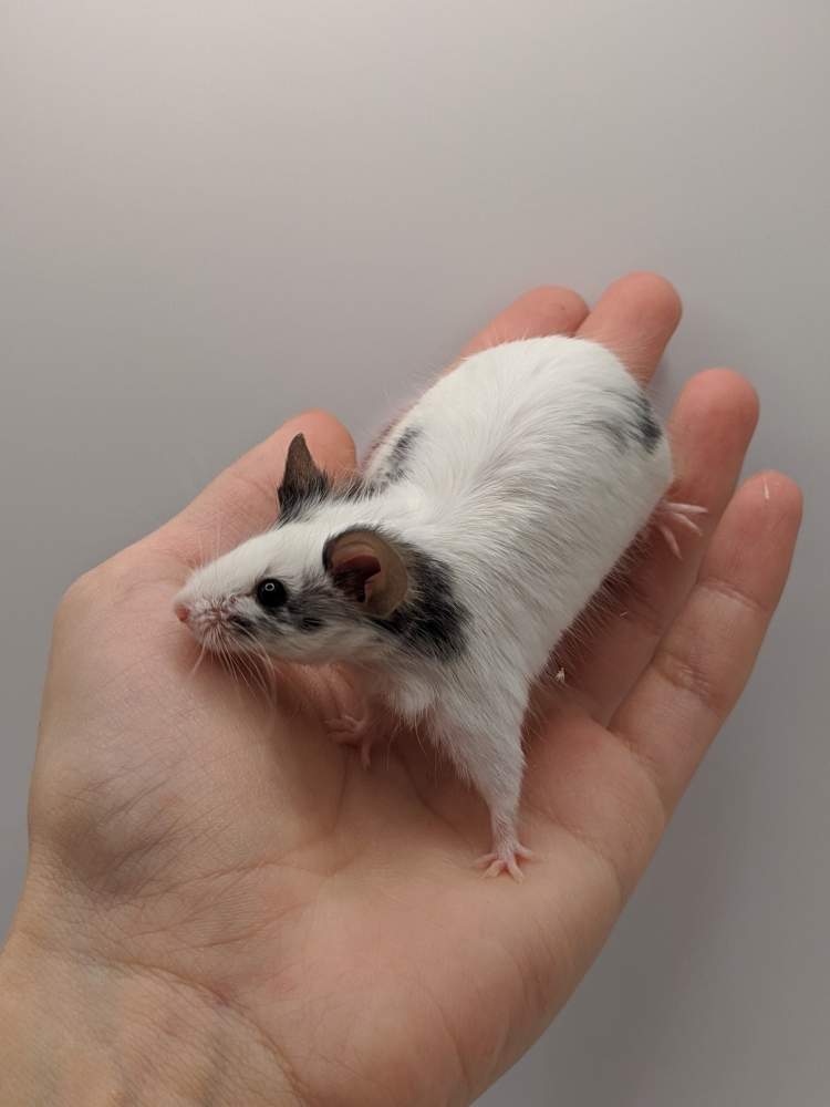 Fancy mouse Pet only Mus musculus 