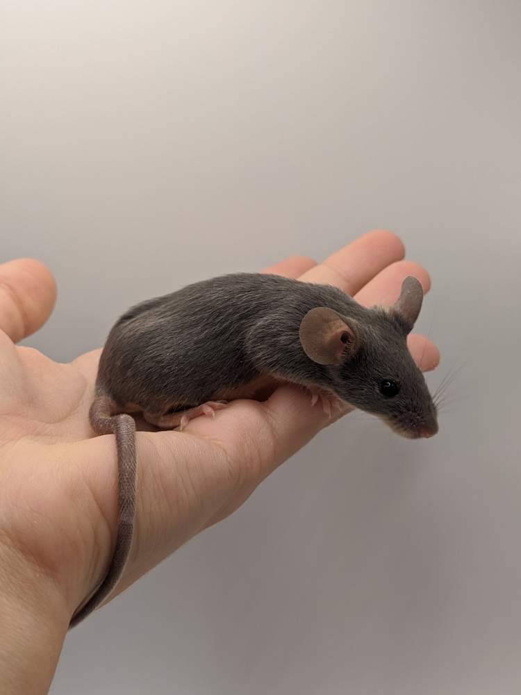 Fancy mouse Breeder Mus musculus 