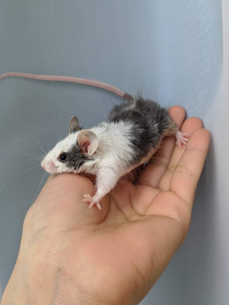 Fancy mouse Breeder Mus musculus 