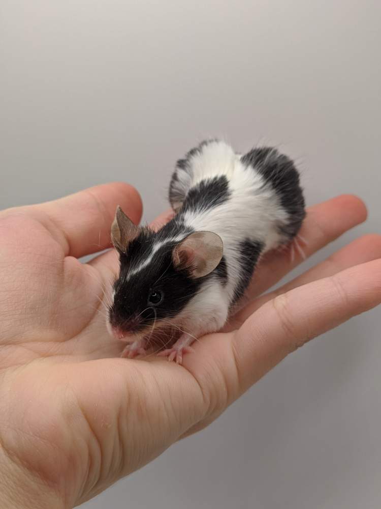 Fancy mouse Breeder Mus musculus 