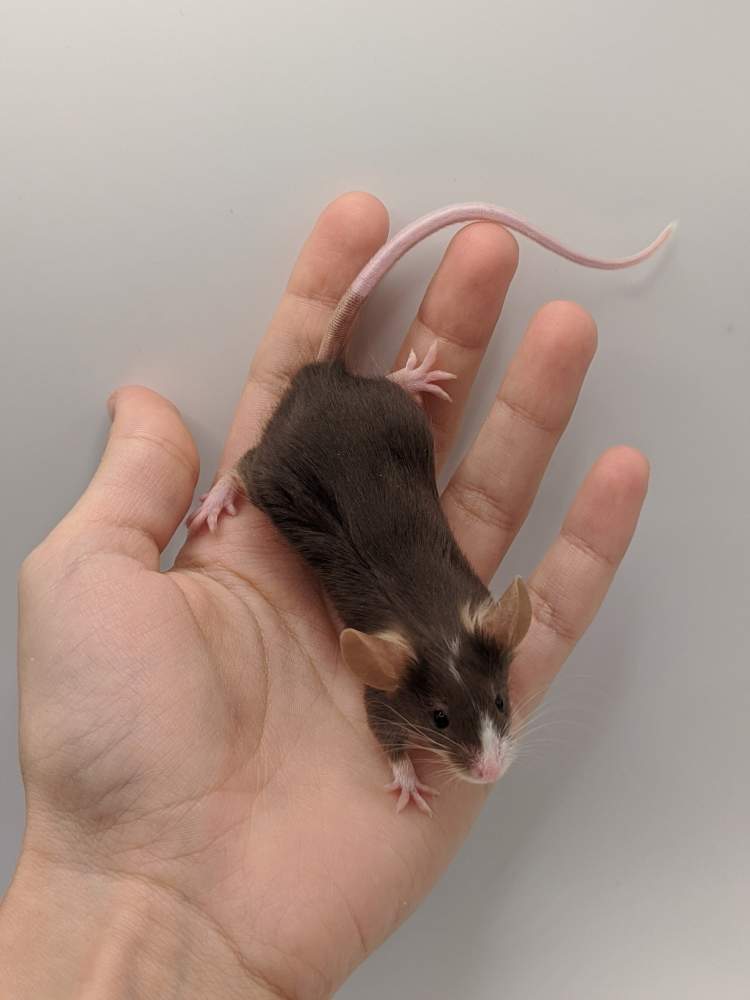 Fancy mouse Breeder Mus musculus 