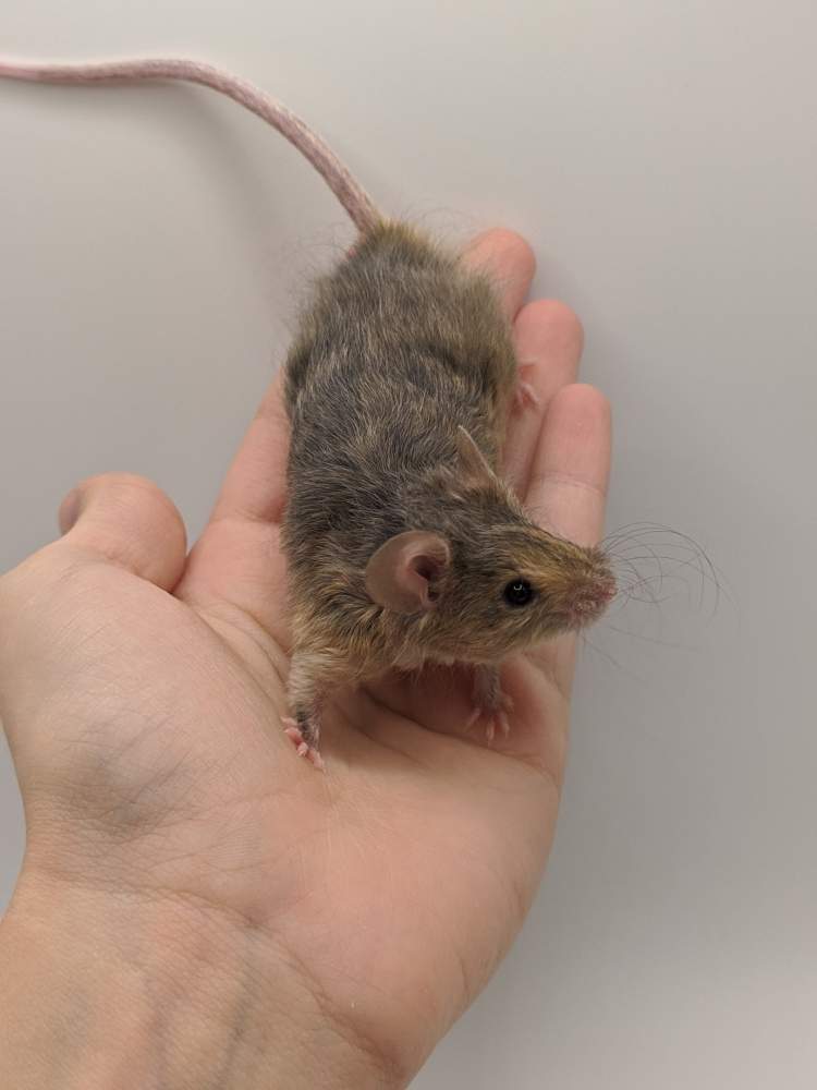 Fancy mouse Breeder Mus musculus 