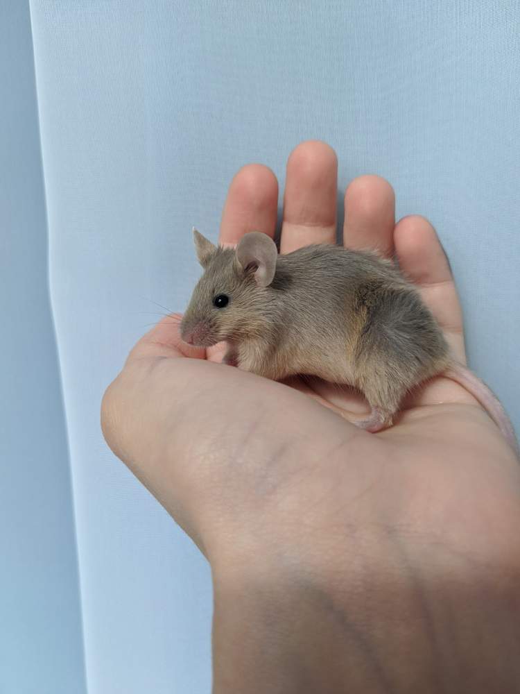 Fancy mouse Owned by other Mus musculus 