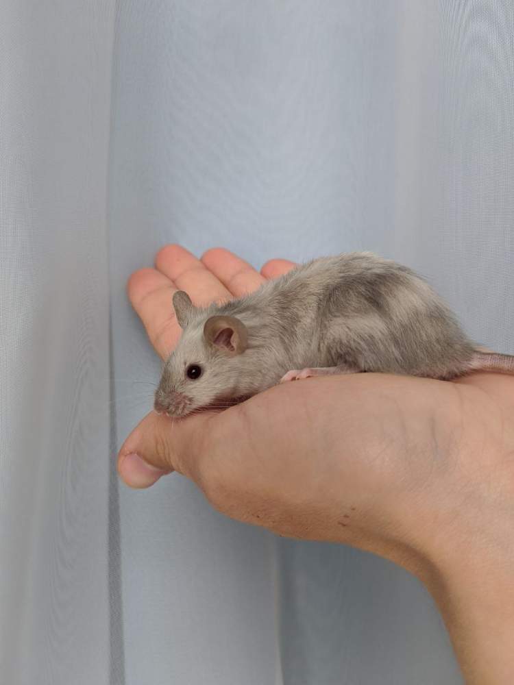 Fancy mouse Breeder Mus musculus 