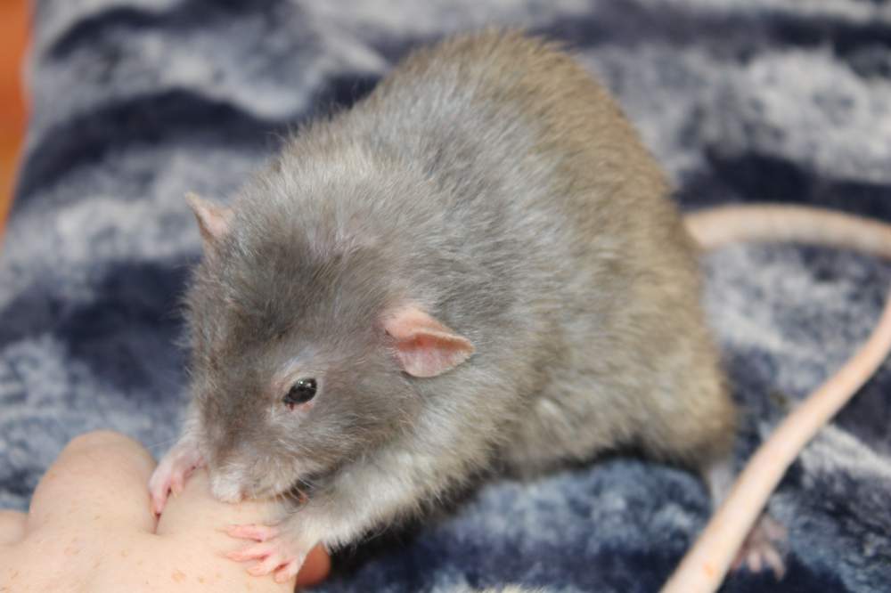 Fancy rat Breeder Rattus norvegicus 