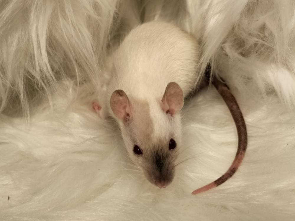 Fancy rat Pet only Rattus norvegicus 