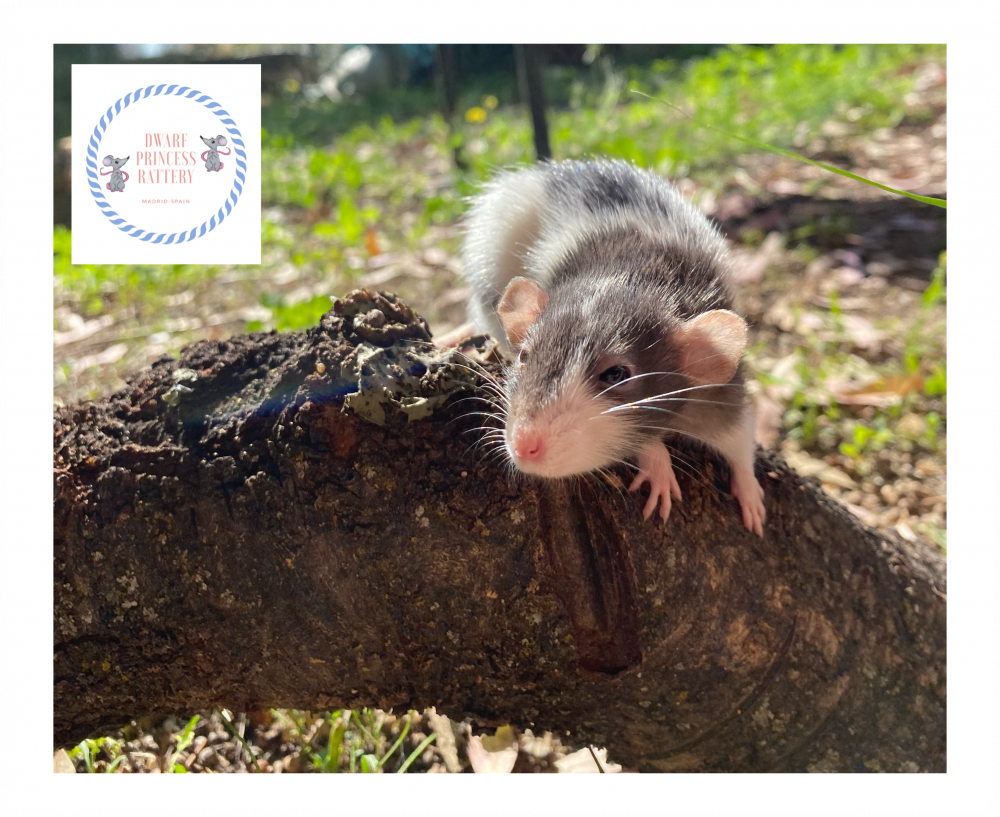 Fancy rat Pet only Rattus norvegicus 