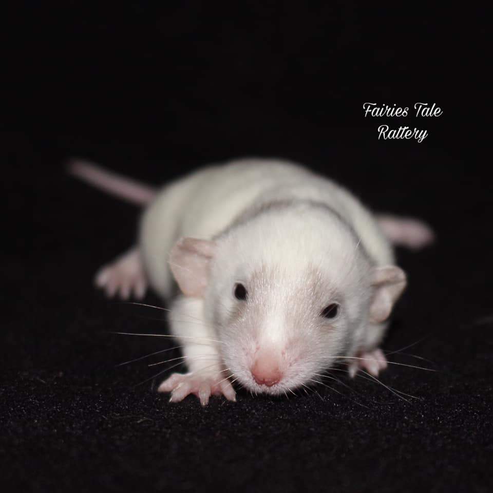 Fancy rat Rehomed Rattus norvegicus 