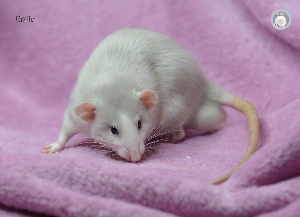 Fancy rat Deceased Rattus norvegicus 