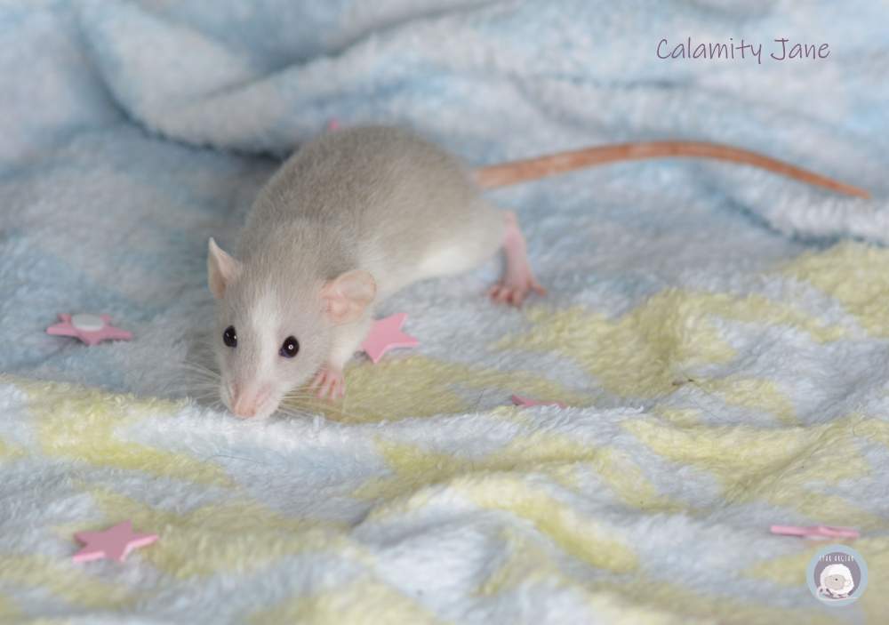 Fancy rat Pet only Rattus norvegicus 