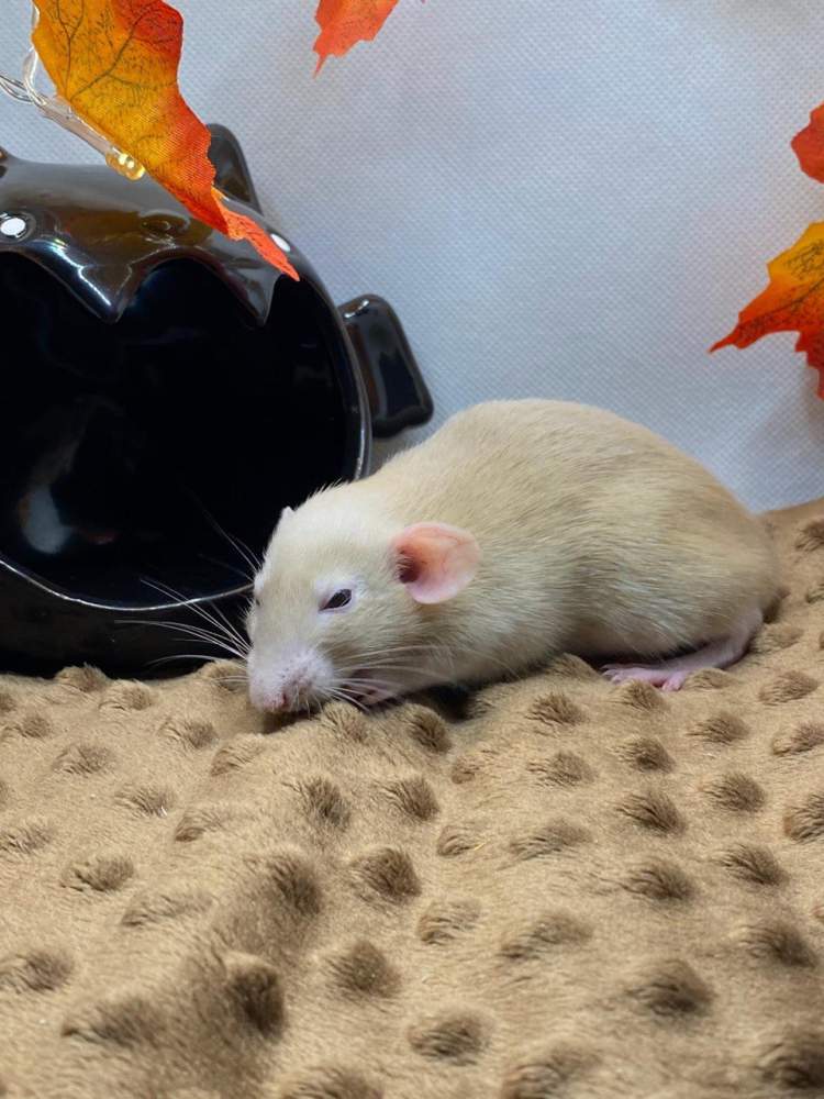 Fancy rat Pet only Rattus norvegicus 