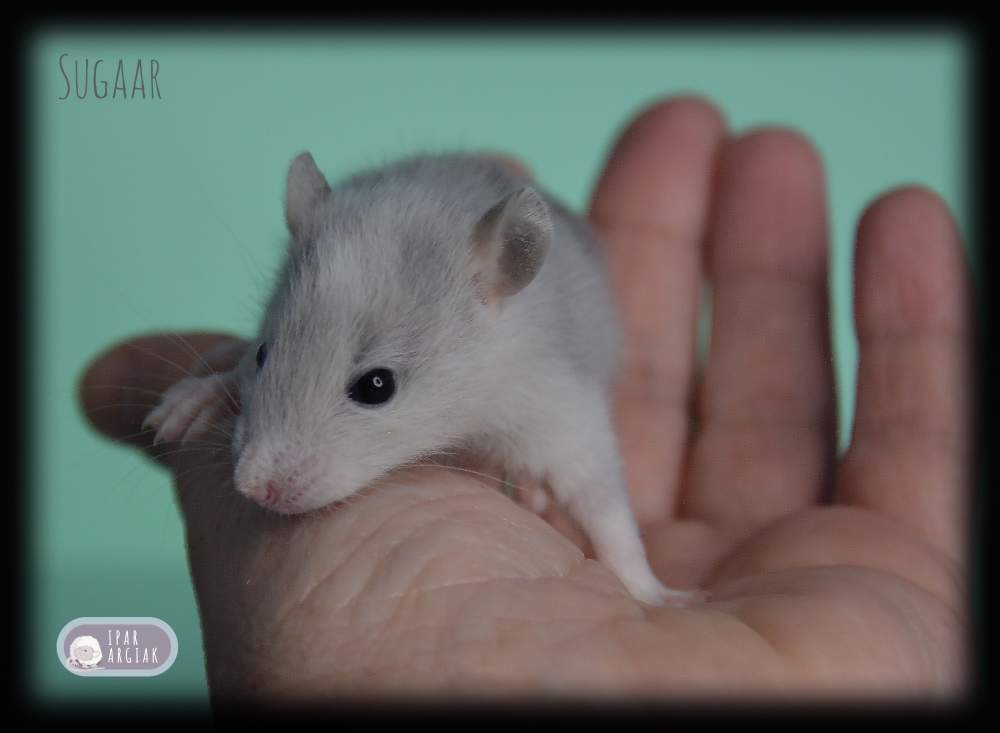 Fancy rat Deceased Rattus norvegicus 