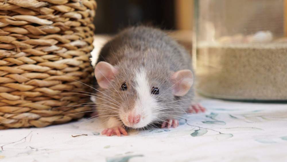 Fancy rat Owned by other Rattus norvegicus 