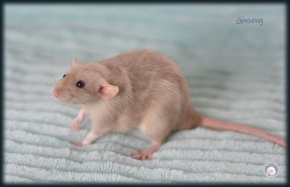 Fancy rat Pet only Rattus norvegicus 