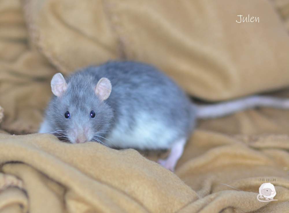 Fancy rat Pet only Rattus norvegicus 