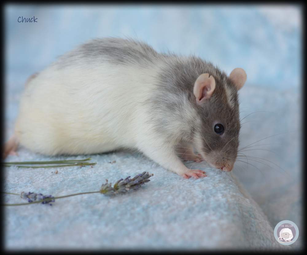 Fancy rat Deceased Rattus norvegicus 