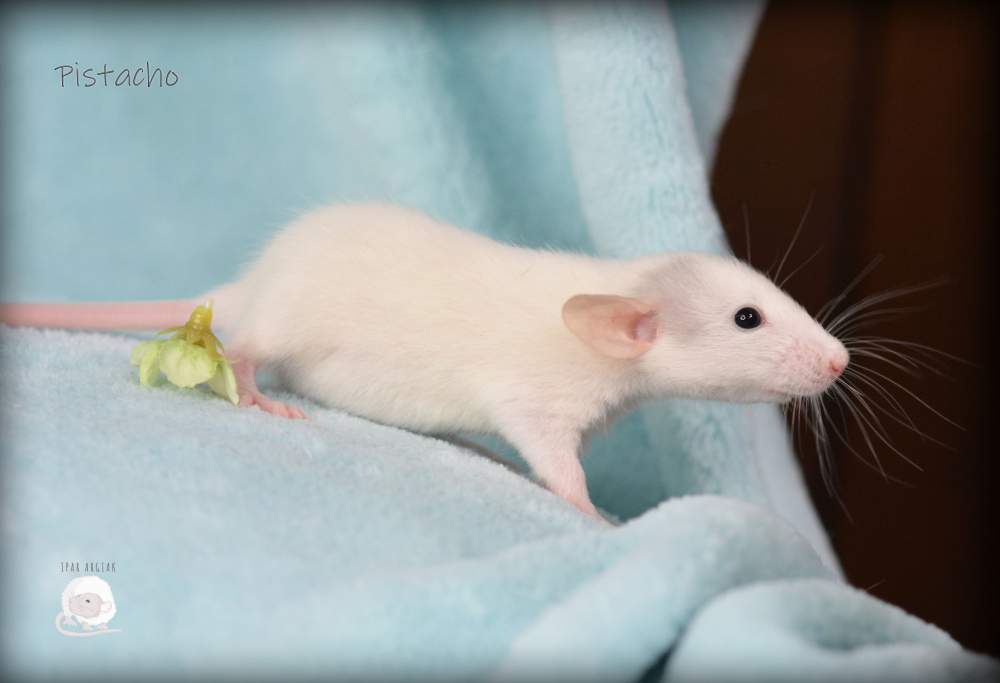 Fancy rat Pet only Rattus norvegicus 