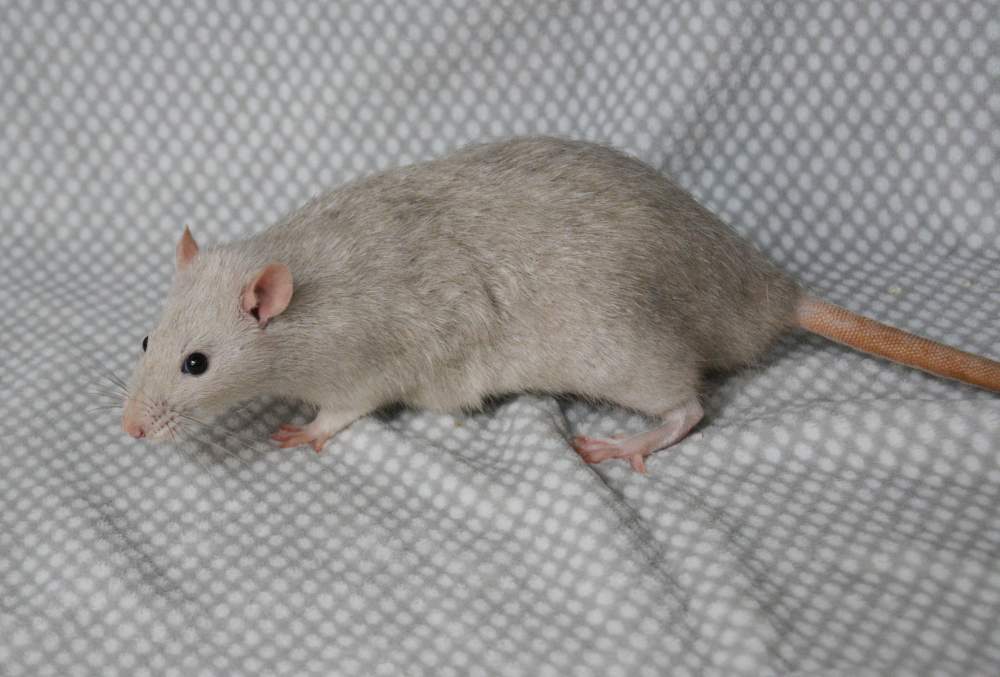 Fancy rat Deceased Rattus norvegicus 