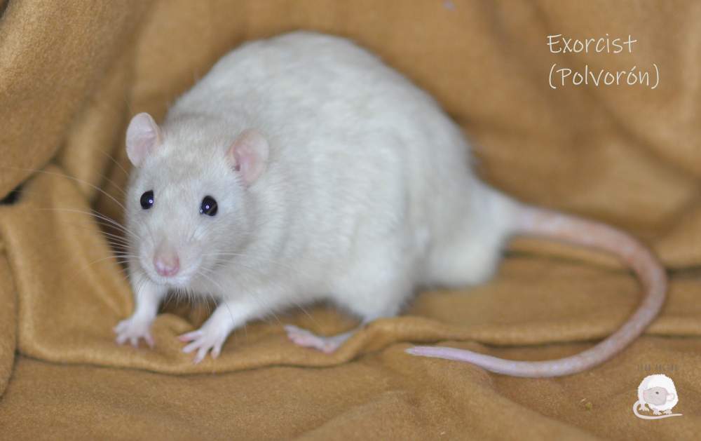 Fancy rat Pet only Rattus norvegicus 