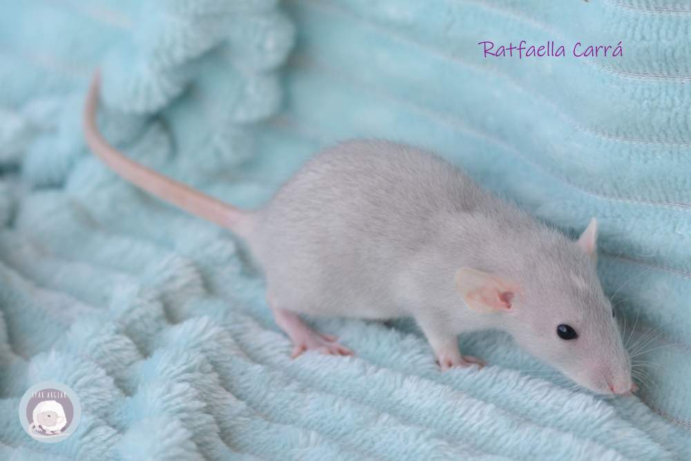 Fancy rat Pet only Rattus norvegicus 