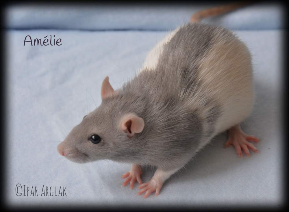 Fancy rat Deceased Rattus norvegicus 