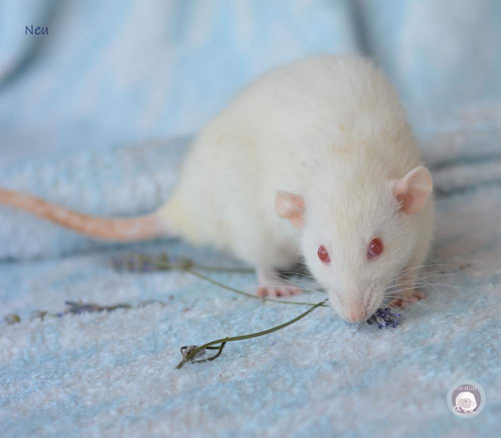 Fancy rat Deceased Rattus norvegicus 