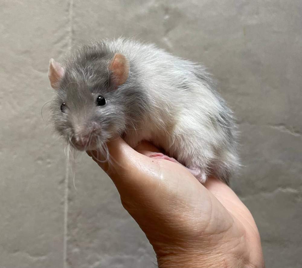 Fancy rat Pet only Rattus norvegicus 