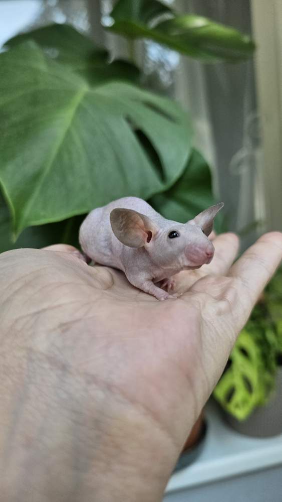 Fancy mouse Pet only Mus musculus 