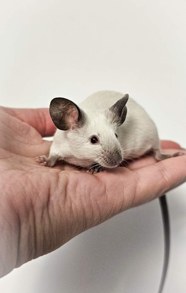 Fancy mouse Pet only Mus musculus 