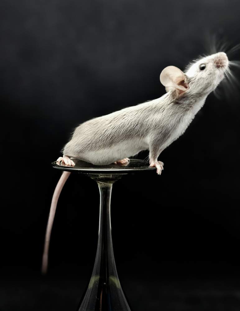 Fancy mouse Retired Mus musculus 