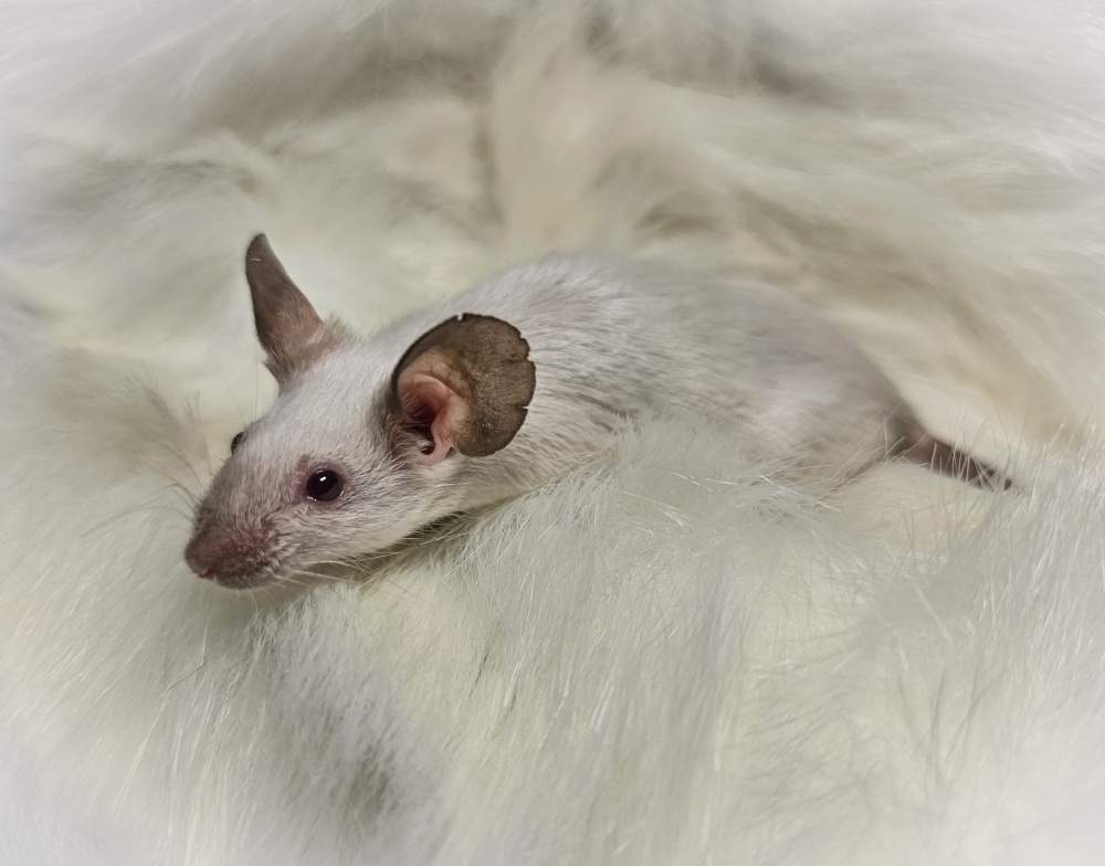 Fancy mouse Rehomed Mus musculus 