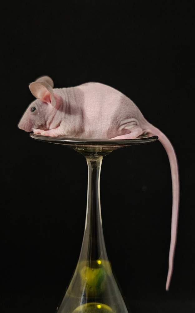 Fancy mouse Breeder Mus musculus 