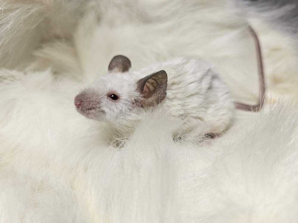 Fancy mouse Rehomed Mus musculus 