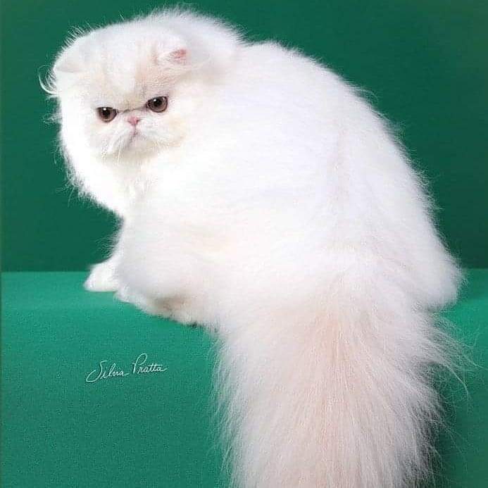 Persian cat Owned by other Felis silvestris catus 