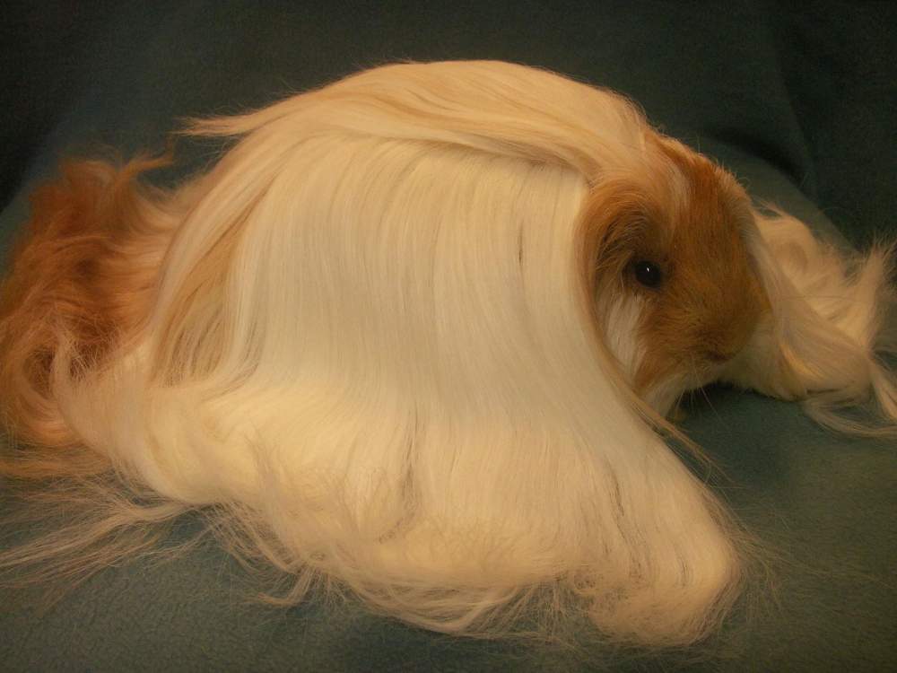 Sheltie Owned by other Cavia porcellus 