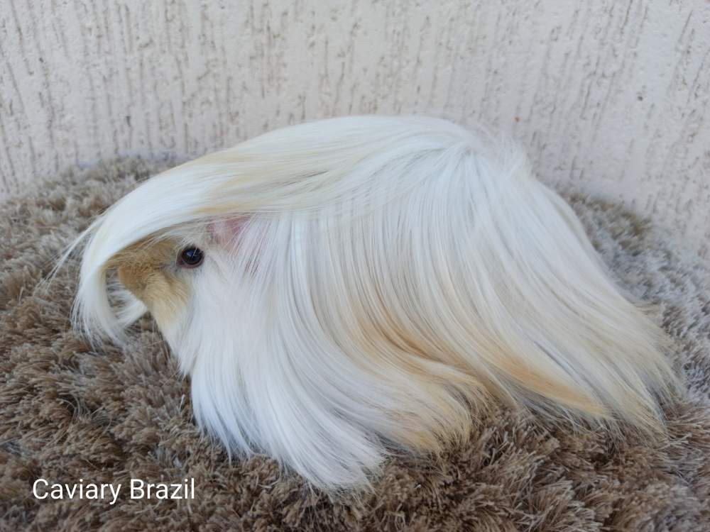 Peruvian Owned by other Cavia porcellus 