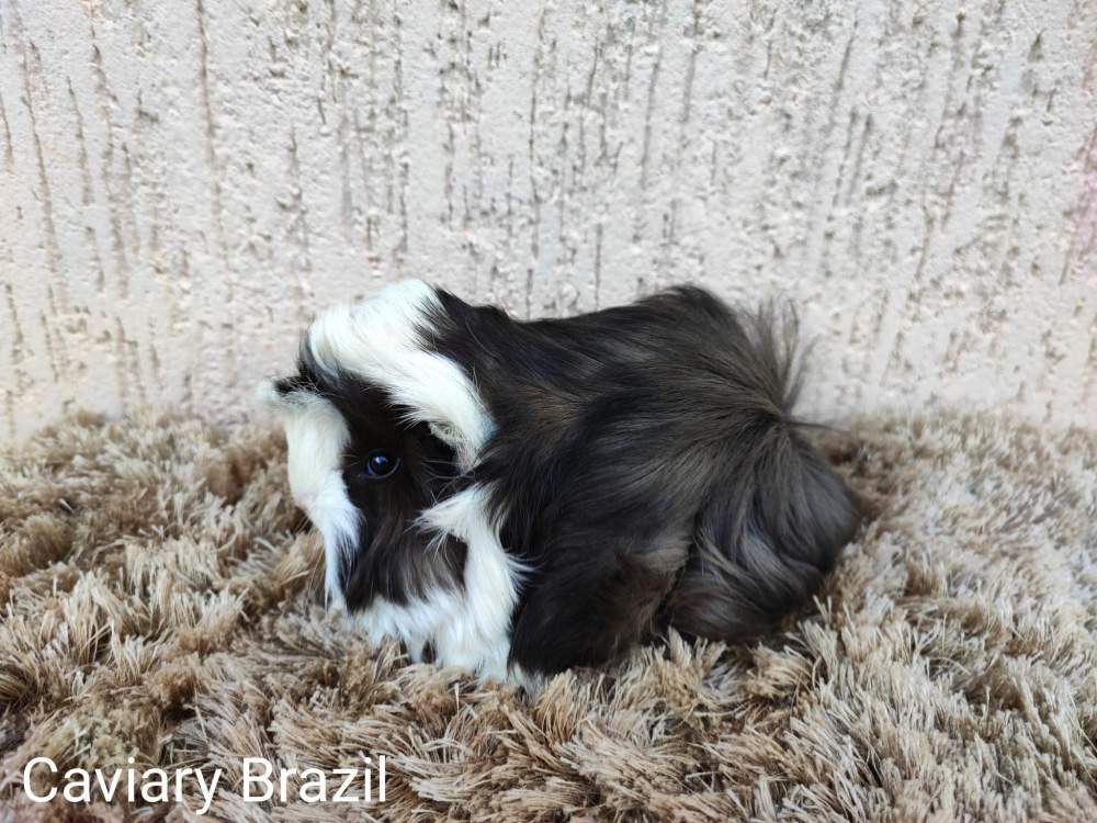 Peruvian Owned by other Cavia porcellus 