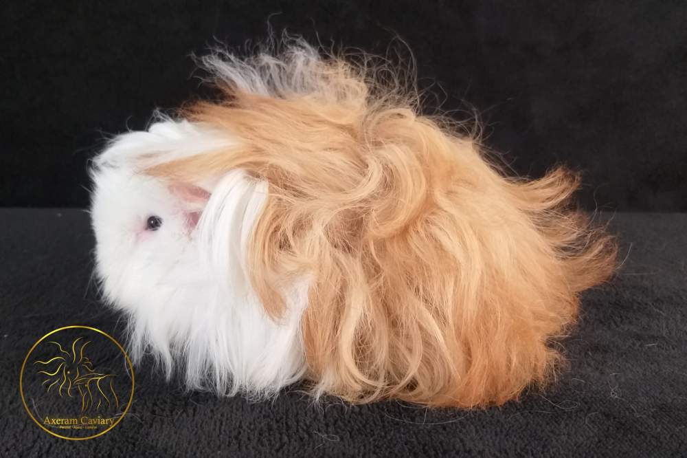 Lunkarya Owned by other Cavia porcellus 