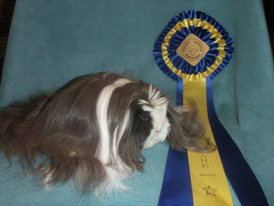 Coronet Owned by other Cavia porcellus 