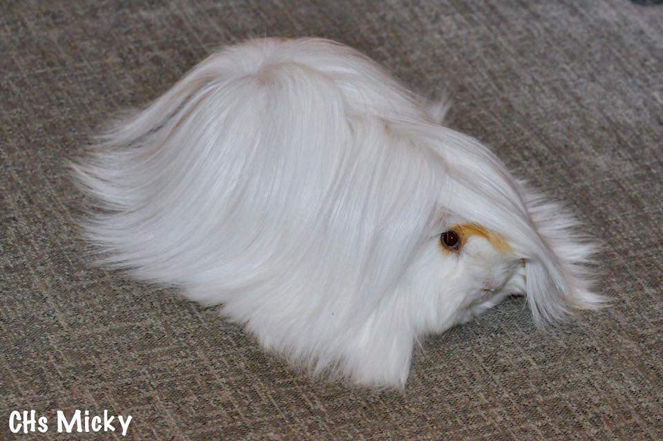 Peruvian Owned by other Cavia porcellus 