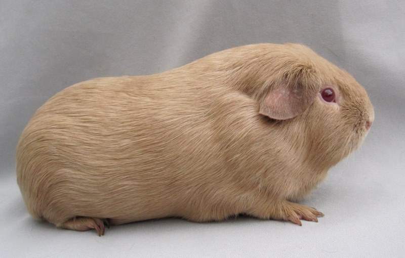 Self Beige Owned by other Cavia porcellus 