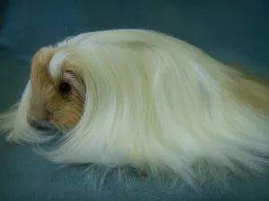 Sheltie Owned by other Cavia porcellus 