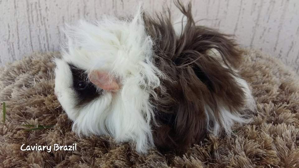 Lunkarya Owned by other Cavia porcellus 