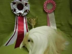 Sheltie Owned by other Cavia porcellus 