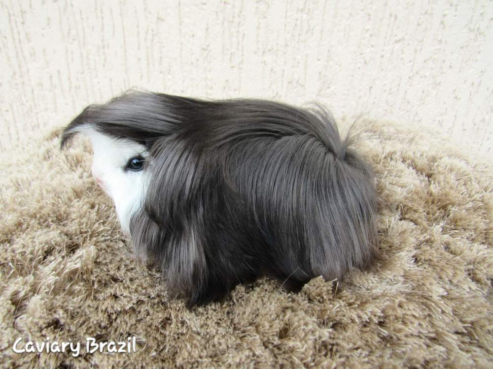 Peruvian Owned by other Cavia porcellus 