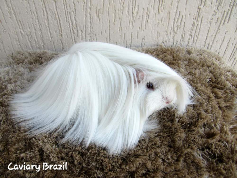 Peruvian Owned by other Cavia porcellus 