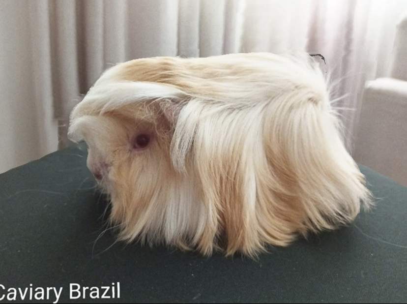 Peruvian Owned by other Cavia porcellus 