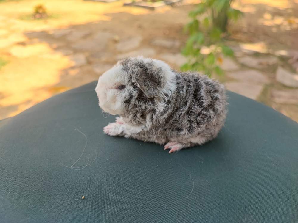 Alpaca Breeder Cavia porcellus 